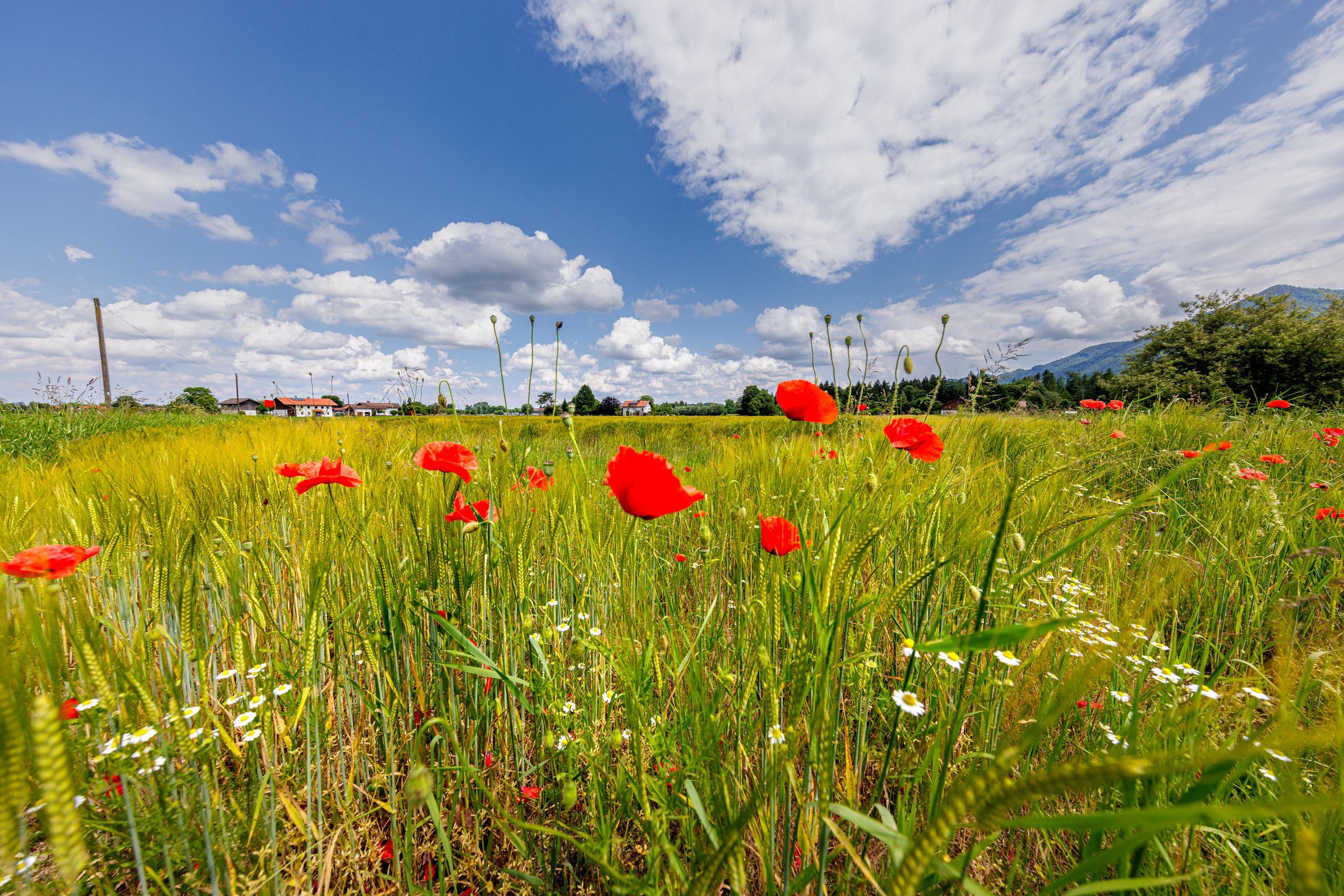 Blumenwiese in der Nähe des Reifinger Sees in Grassau